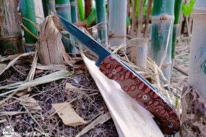 Couteau de poche Citadel Danang #2 banksia