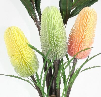 banksia